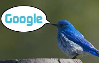 Google-ски Индустриален Шпионаж: Имат къртица в Туитър!